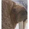 Walruses